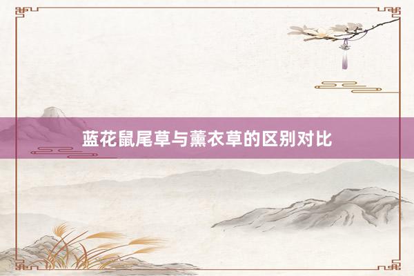 蓝花鼠尾草与薰衣草的区别对比